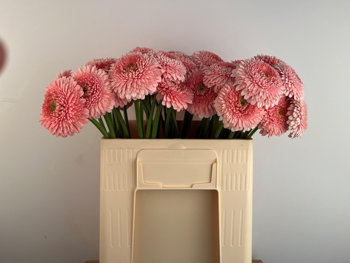 <h4>GE MB POMPONI PIGGY</h4>