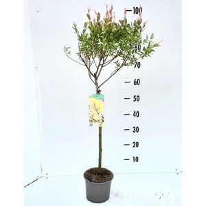 SALIX IN HAKURO NISH
