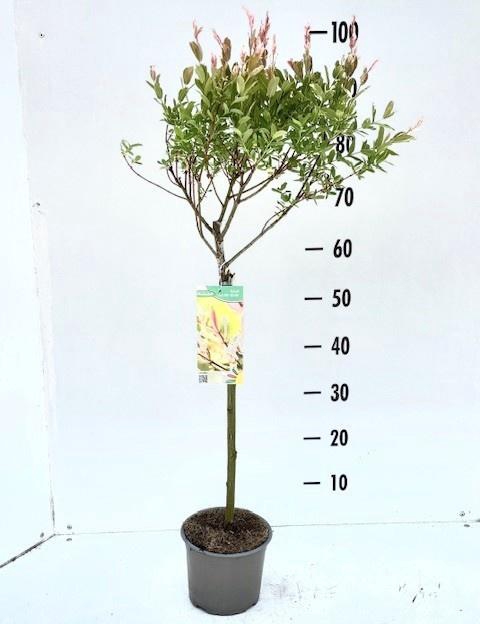<h4>SALIX IN HAKURO NISH</h4>