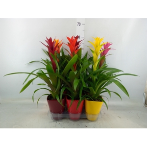 Guzmania   ...mix