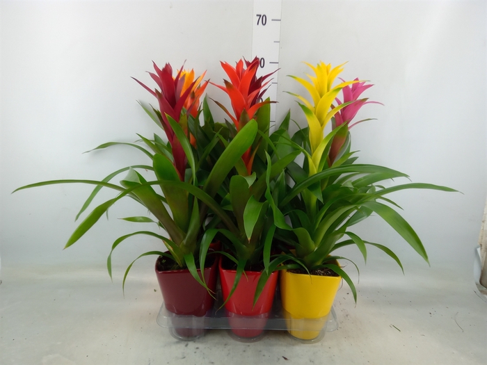 <h4>Guzmania   ...mix</h4>