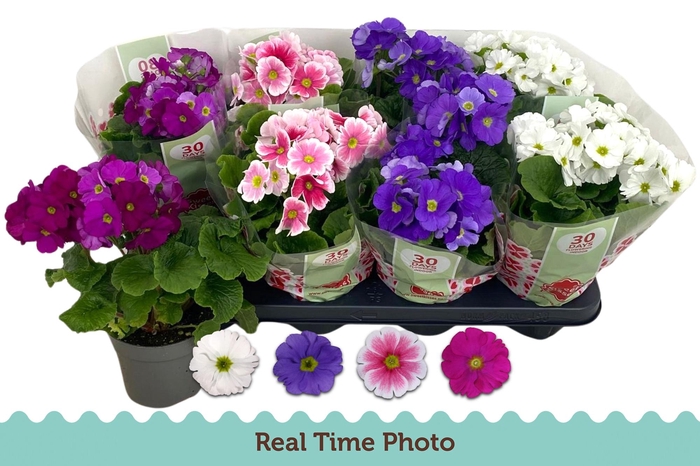 <h4>PRIM OB TM GEM</h4>