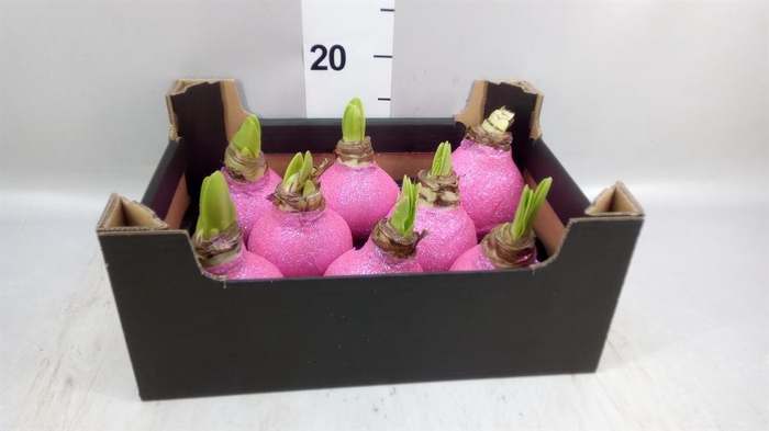 <h4>Hippeastrum   ...waxed H%</h4>
