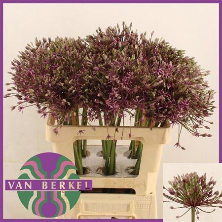 <h4>ALLIUM SPIDER</h4>
