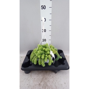 Sedum burrito