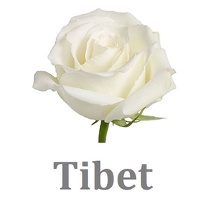 R Gr Tibet White