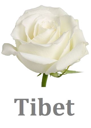 R Gr Tibet White