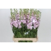 Matthiola Iron Cherry Blossom