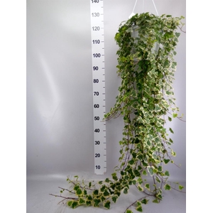 Hedera helix 'White Wonder'