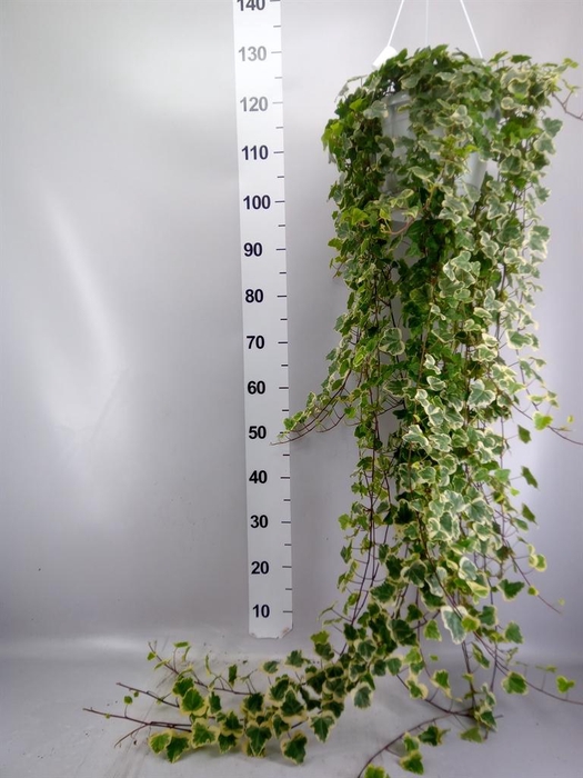 <h4>Hedera helix 'White Wonder'</h4>