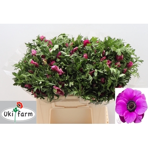 Anem Co Galil Purper