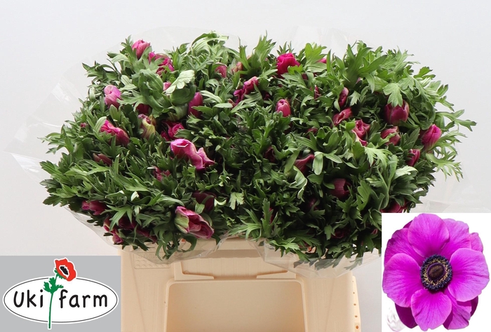 <h4>Anem Co Galil Purper</h4>