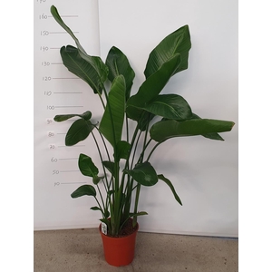 STRELITZIA NICOLAI