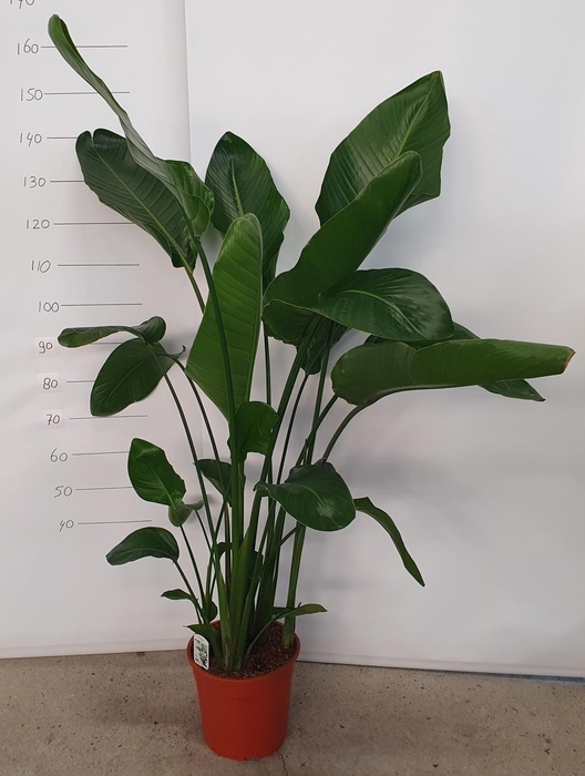 <h4>STRELITZIA NICOLAI</h4>