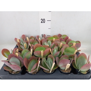 Kalanchoe NF thyrsiflora