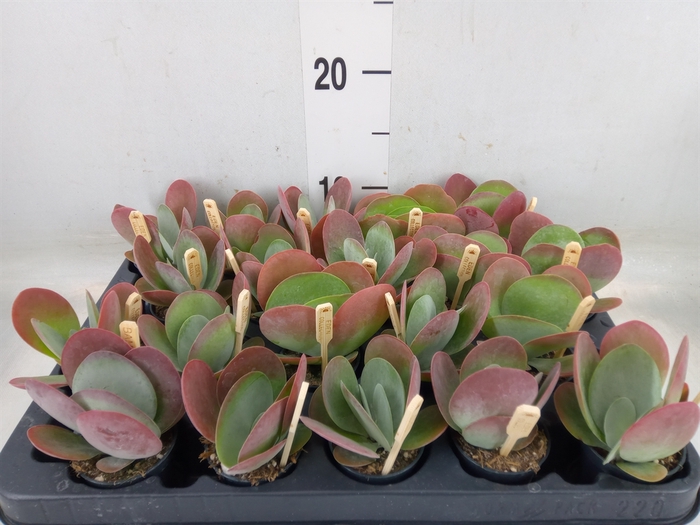 <h4>Kalanchoe NF thyrsiflora</h4>