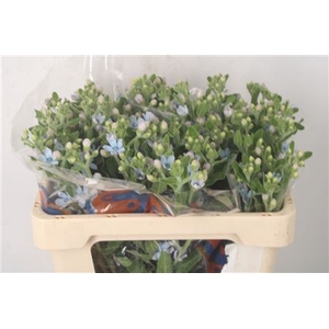 Oxypetalum Tan Pur Blue