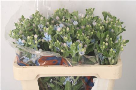 <h4>Oxypetalum Tan Pur Blue</h4>