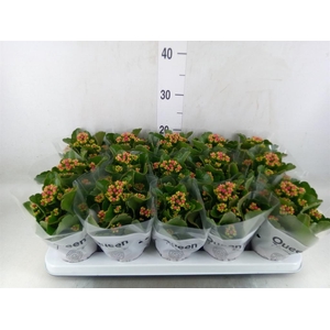 Kalanchoe  'MoreFlow Augusta'