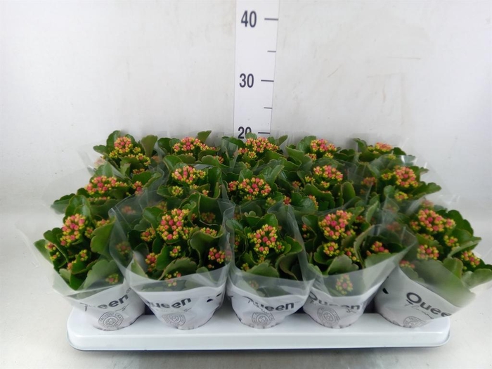 <h4>Kalanchoe  'MoreFlow Augusta'</h4>