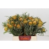 Banksia Dryandra