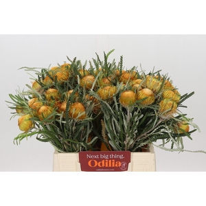 BANKSIA DRYANDRA