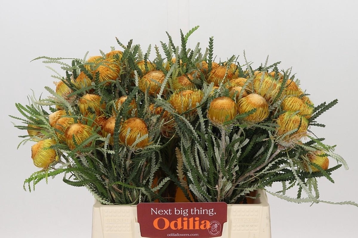 <h4>BANKSIA DRYANDRA</h4>