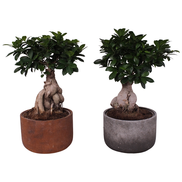 <h4>Ficus m. Ginseng Ball Shape Ø22cm in Ø24cm Ceramic NT467</h4>