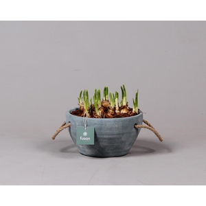 Cement pot met handvaten en Narcis