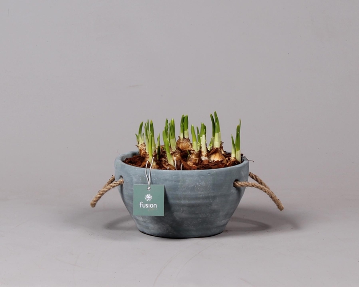 <h4>Cement pot met handvaten en Narcis</h4>