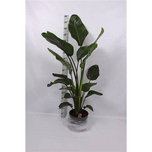 Strelitzia Nicolai