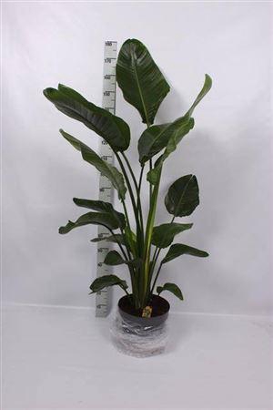 <h4>Strelitzia Nicolai</h4>