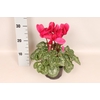 Cyclamen  Super Serie XXL Fuji Wine Red