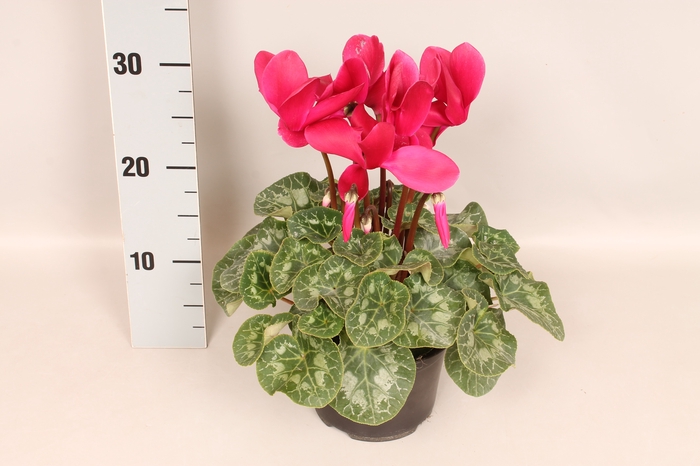 Cyclamen  Super Serie XXL Fuji Wine Red