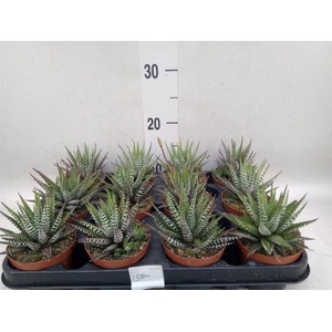 Haworthia fasciata 'Big Band'