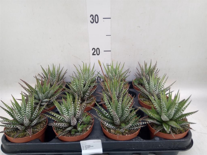 <h4>Haworthia fasciata 'Big Band'</h4>