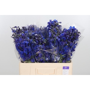 Delphinium Deldonna Blue