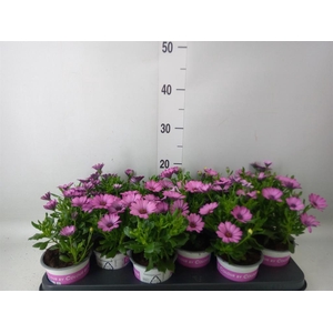 Osteospermum   ...