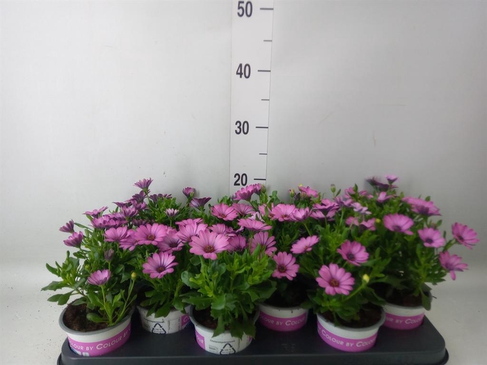 <h4>Osteospermum   ...</h4>