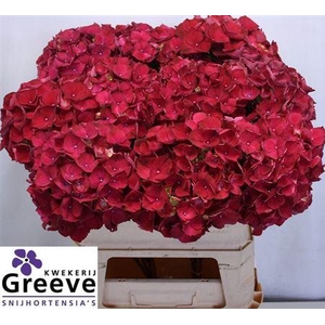 Hydr M Mag Rubyred 80cm