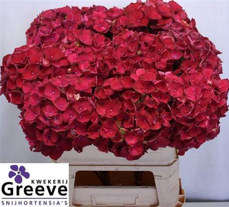 <h4>Hydr M Mag Rubyred 80cm</h4>