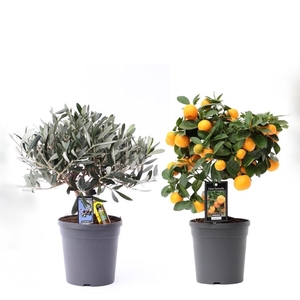 Citrus Mediterrane Mix 4