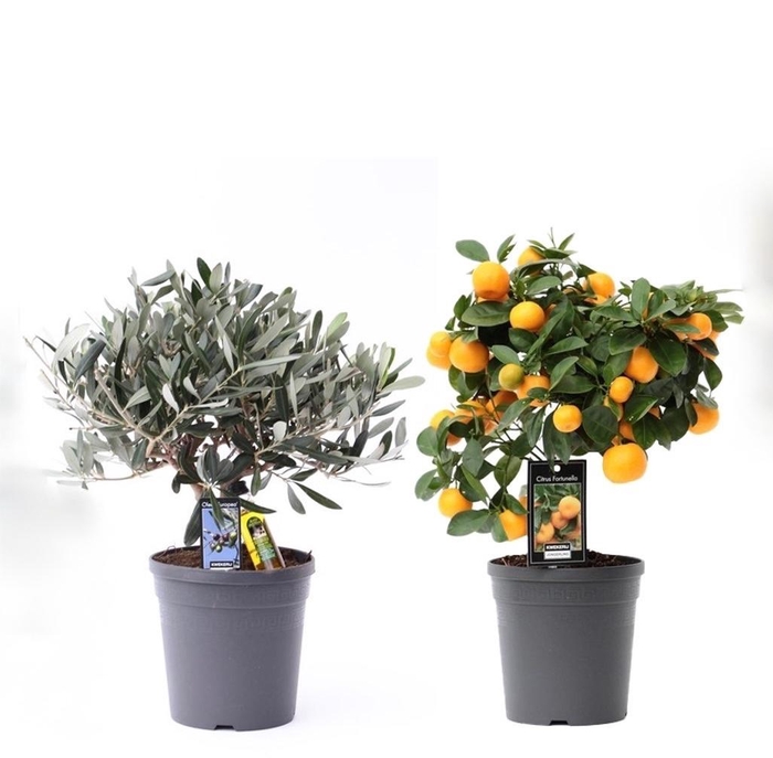 <h4>Citrus Mediterrane Mix 4</h4>