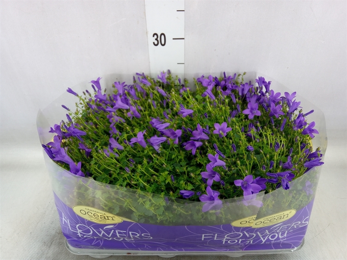 <h4>Campanula porten. 'Ocean'</h4>