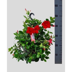 MANDE SUN VELVET RED