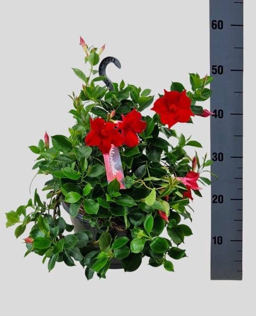 <h4>MANDE SUN VELVET RED</h4>