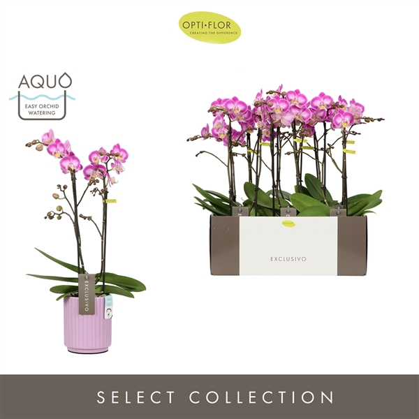 <h4>Exclusivo Cupido 2 spike in Molise Lilac Aquo</h4>