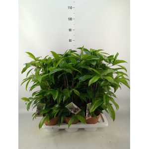 Dracaena surculosa