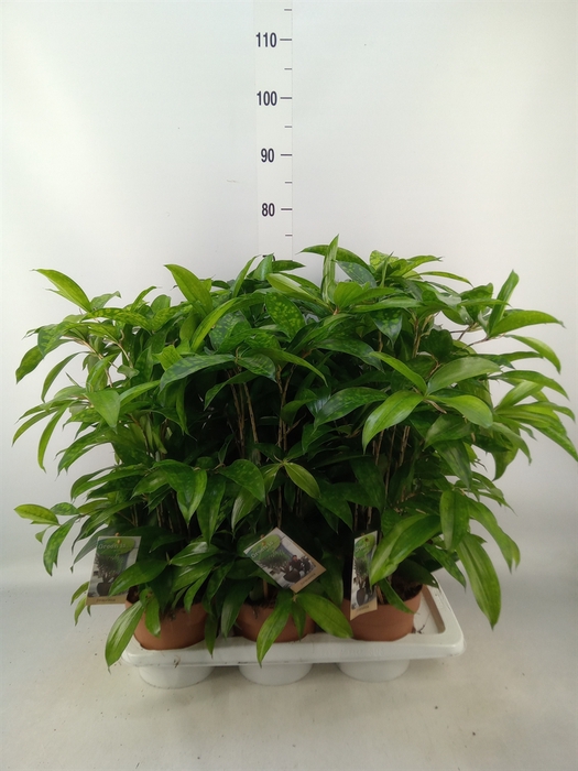 <h4>Dracaena surculosa</h4>