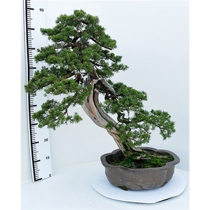 Juniperus chinensis, 40cm., height 90cm. (single item)